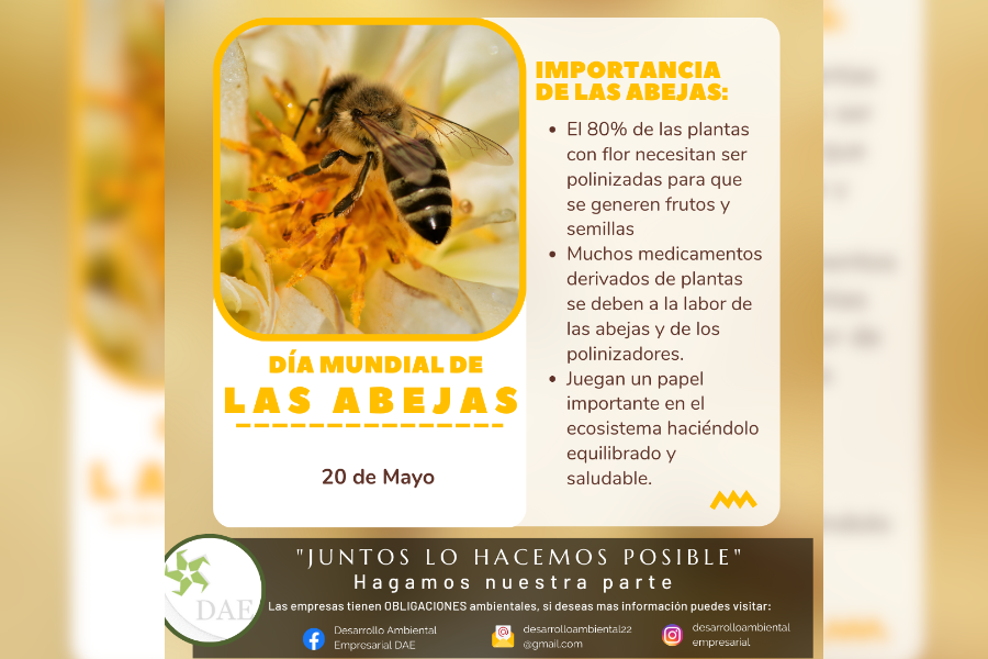 Imagen 8